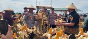 SUKSES, JEPARA LAKUKAN PANEN RAYA JAGUNG