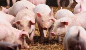 INVESTASI Rp 10 TRILYUN, PETERNAKAN BABI DI JEPARA, DIBANTAH PIHAK PERUSAHAAN